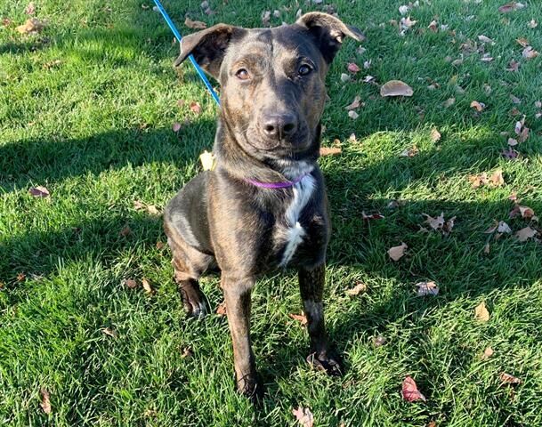 Pet of the week: Niagara